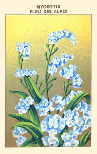 Blue Forget Me Nots of the Alps Poster Print