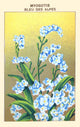 Blue Forget Me Nots of the Alps Poster Print
