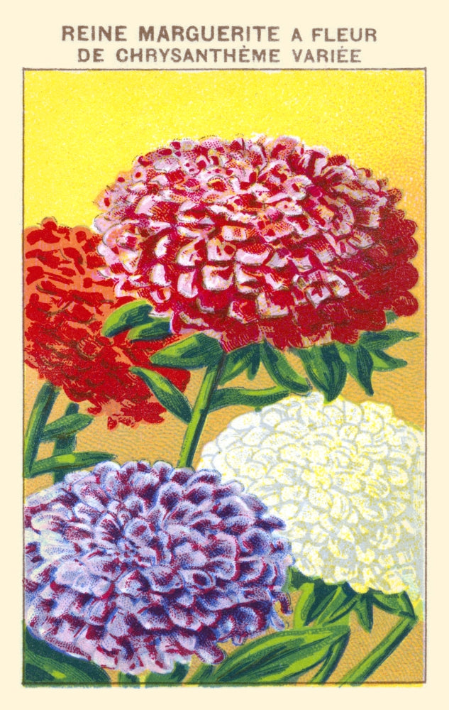 Queen Margaret Chrysanthemum Poster Print showcasing intricate flower details.