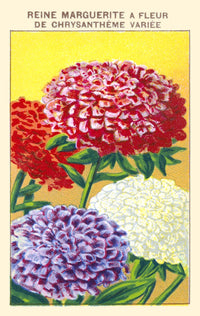 Queen Margaret Chrysanthemum Poster Print showcasing intricate flower details.