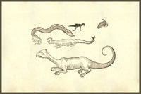 Renaissance Woodcut Monsters Poster Print by Ulisse Aldrovandi