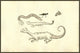 Renaissance Woodcut Monsters Poster Print by Ulisse Aldrovandi