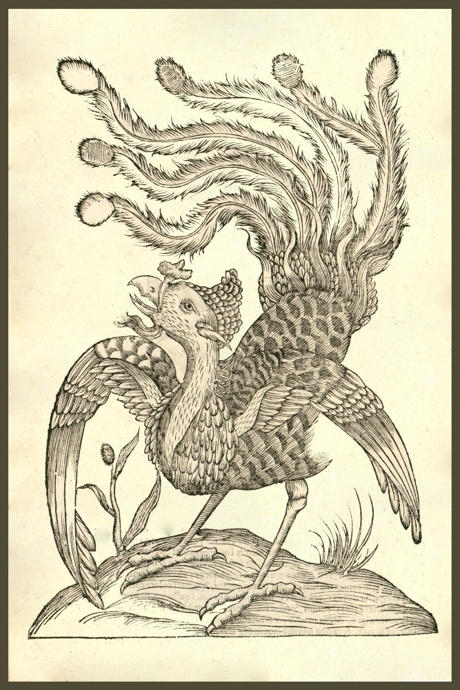 Gallus Indicus Auritus Tridactylus woodcut print by Ulisse Aldrovandi