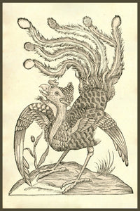 Gallus Indicus Auritus Tridactylus woodcut print by Ulisse Aldrovandi