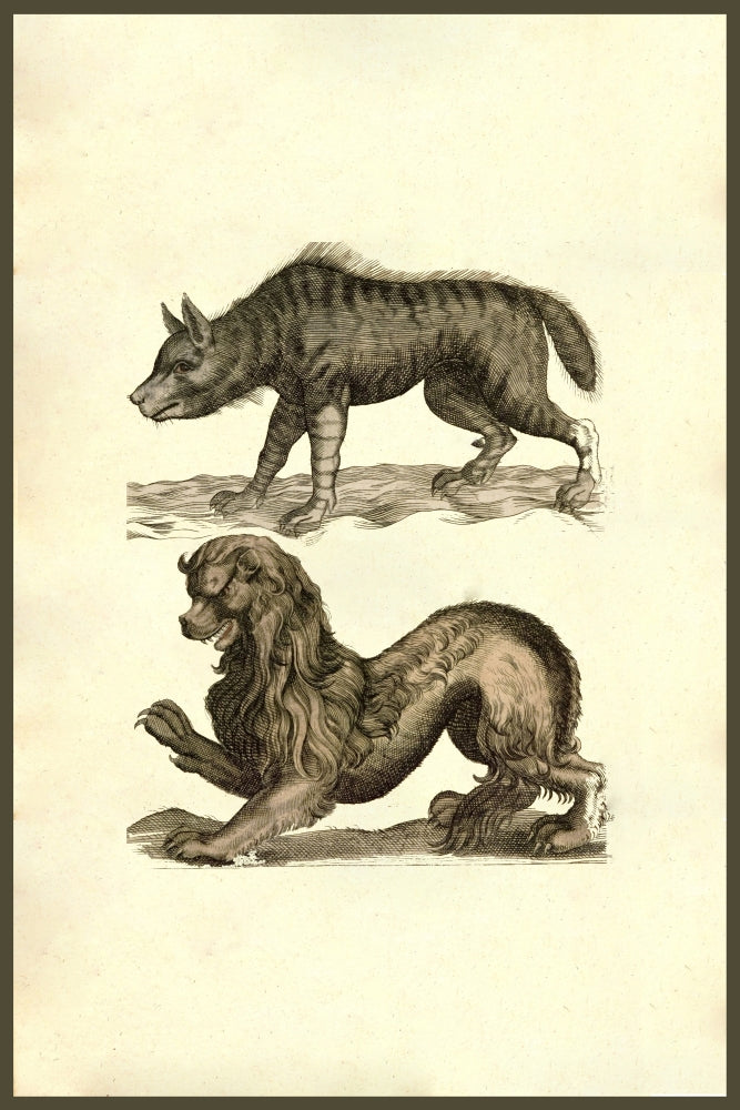 Lupus Scythicus Woodcut Print by Ulisse Aldrovandi featuring a lion-like creature with a baboon's nose.