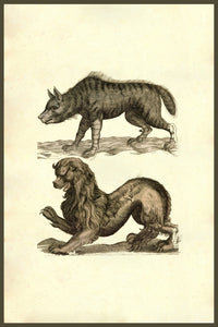 Lupus Scythicus Woodcut Print by Ulisse Aldrovandi featuring a lion-like creature with a baboon's nose.