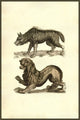 Lupus Scythicus Woodcut Print by Ulisse Aldrovandi featuring a lion-like creature with a baboon's nose.
