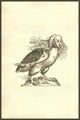 Harpyae Prima Icon Renaissance woodcut print of a Greek harpy.