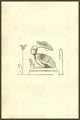 Harpyae Tertia Icon Persian Harpy Woodcut Print by Ulisse Aldrovandi