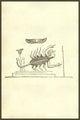 Harpya Carcinoformis Woodcut Print by Ulisse Aldrovandi, depicting a human-scorpion hybrid.