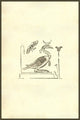 Ibis Woodcut Art Print from Monstrorum Historia by Ulisse Aldrovandi