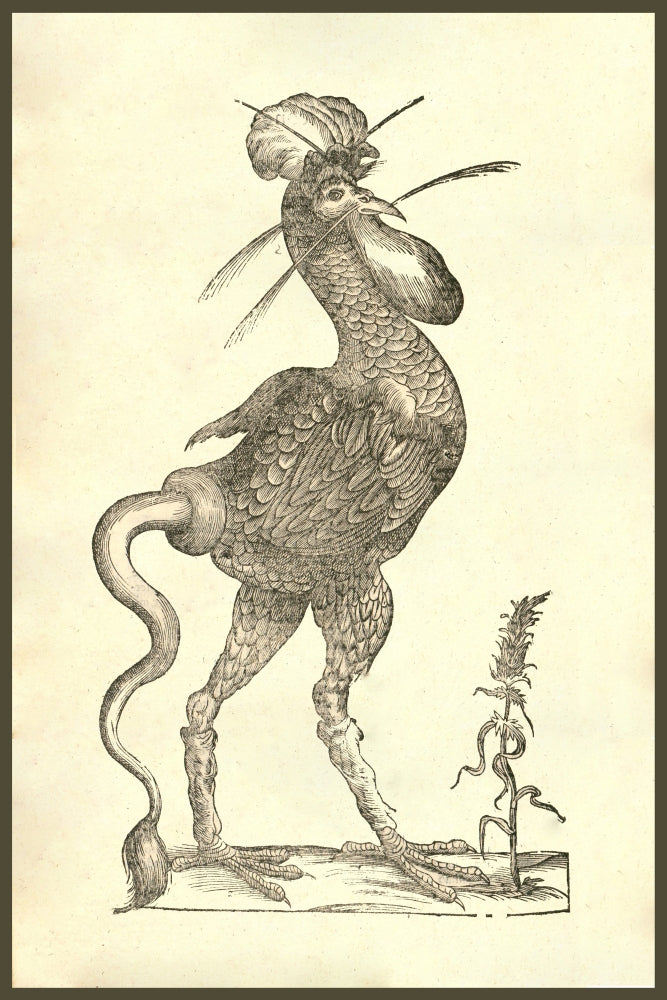 Gallus Monstrosus woodcut print featuring a monstrous rooster by Ulisse Aldrovandi.