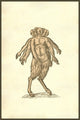 Monstrum Septiceps seven-headed monster poster print by Ulisse Aldrovandi.