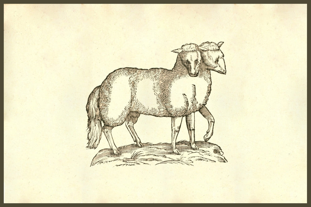 Agnus Biceps lamb poster print with five legs and two heads by Ulisse Aldrovandi.