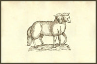 Agnus Biceps lamb poster print with five legs and two heads by Ulisse Aldrovandi.