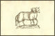 Agnus Biceps lamb poster print with five legs and two heads by Ulisse Aldrovandi.