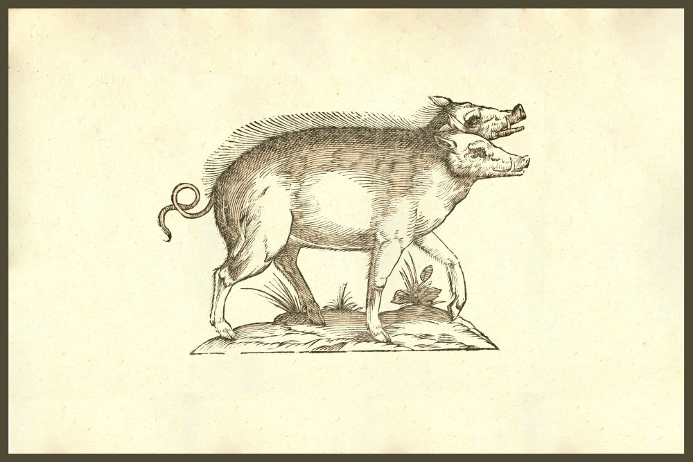 Sus Biceps two-headed pig poster print from Ulisse Aldrovandi's Monstrorum Historia.