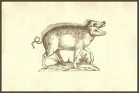Sus Biceps two-headed pig poster print from Ulisse Aldrovandi's Monstrorum Historia.