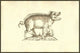 Sus Biceps two-headed pig poster print from Ulisse Aldrovandi's Monstrorum Historia.