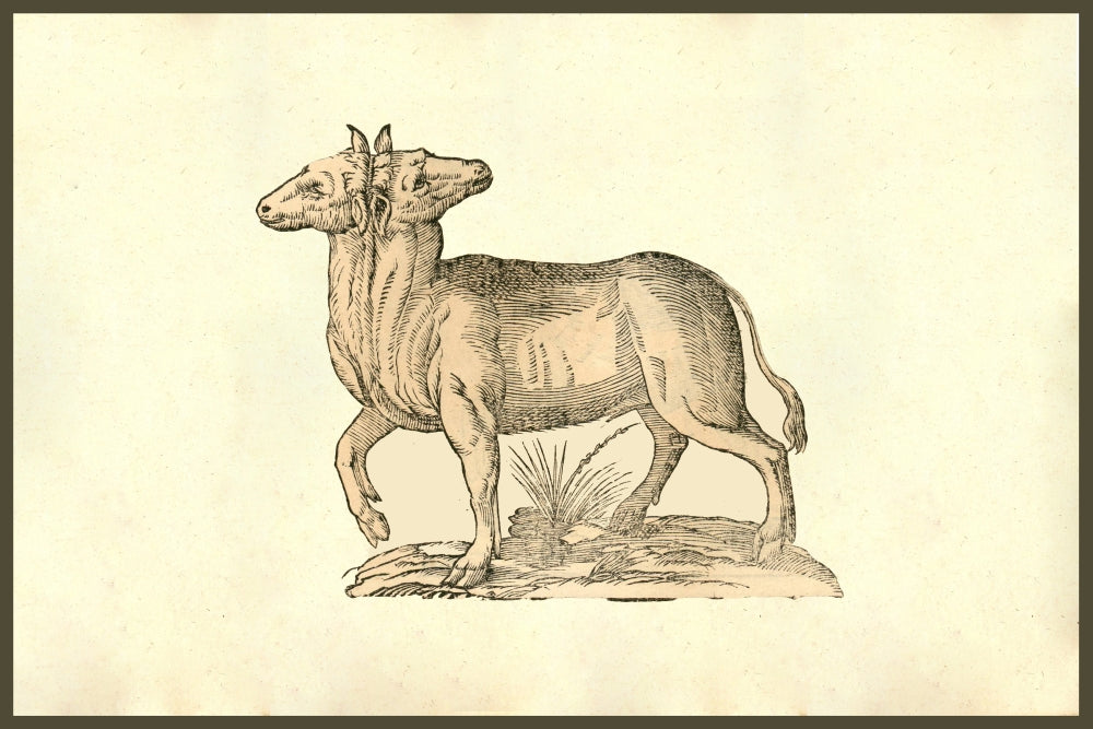 Vitulus Biceps Capitibus in Occipitio Copulatis - Two-Headed Calf Poster Print by Ulisse Aldrovandi
