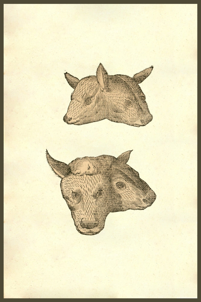 Capitis Vitulini Geminati Duplex Effigies Poster Print by Ulisse Aldrovandi
