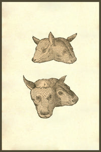 Capitis Vitulini Geminati Duplex Effigies Poster Print by Ulisse Aldrovandi