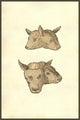 Capitis Vitulini Geminati Duplex Effigies Poster Print by Ulisse Aldrovandi