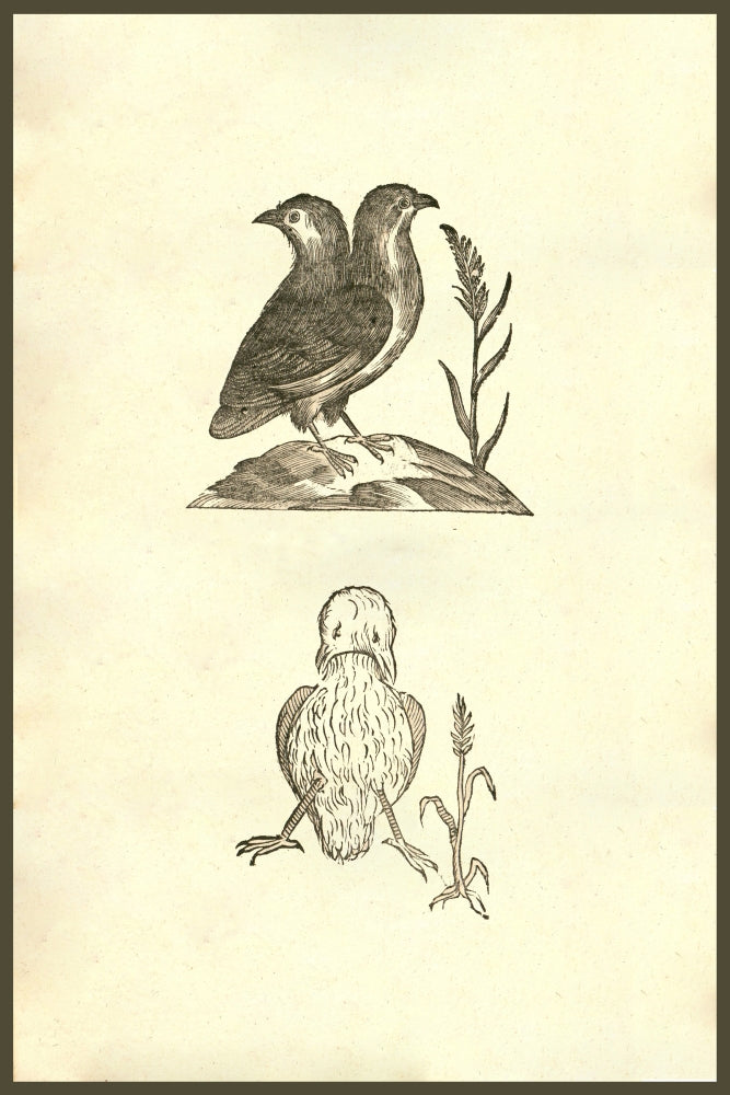 Pullus Dicephalos & Dirrhynchos poster print by Ulisse Aldrovandi, showcasing a two-headed chicken.
