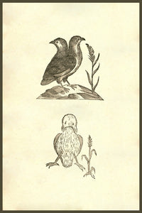Pullus Dicephalos & Dirrhynchos poster print by Ulisse Aldrovandi, showcasing a two-headed chicken.