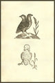 Pullus Dicephalos & Dirrhynchos poster print by Ulisse Aldrovandi, showcasing a two-headed chicken.