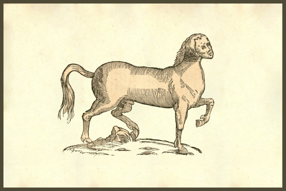 Fine Art Print of Horse with Human Face by Ulisse Aldrovandi