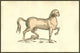 Fine Art Print of Horse with Human Face by Ulisse Aldrovandi
