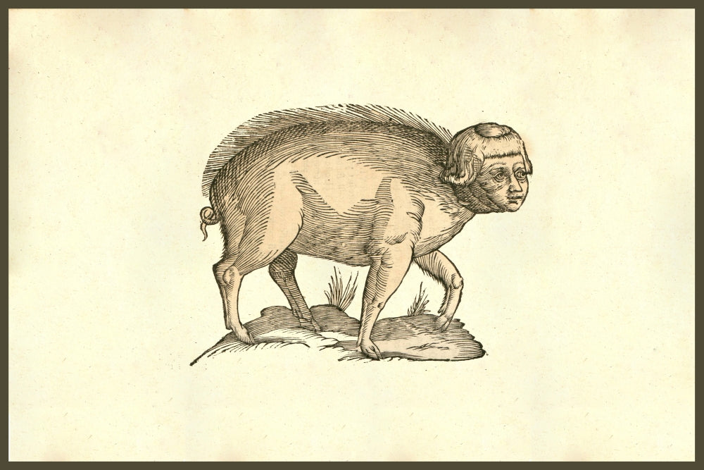Foetus Suinus Humano Vultu poster print depicting a pig with a human face from Monstrorum Historia by Ulisse Aldrovandi.