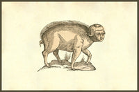 Foetus Suinus Humano Vultu poster print depicting a pig with a human face from Monstrorum Historia by Ulisse Aldrovandi.