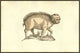 Foetus Suinus Humano Vultu poster print depicting a pig with a human face from Monstrorum Historia by Ulisse Aldrovandi.