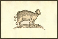 Sus Capite & Pedibus Humanis poster print by Ulisse Aldrovandi featuring a pig with human head.