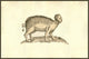 Sus Capite & Pedibus Humanis poster print by Ulisse Aldrovandi featuring a pig with human head.