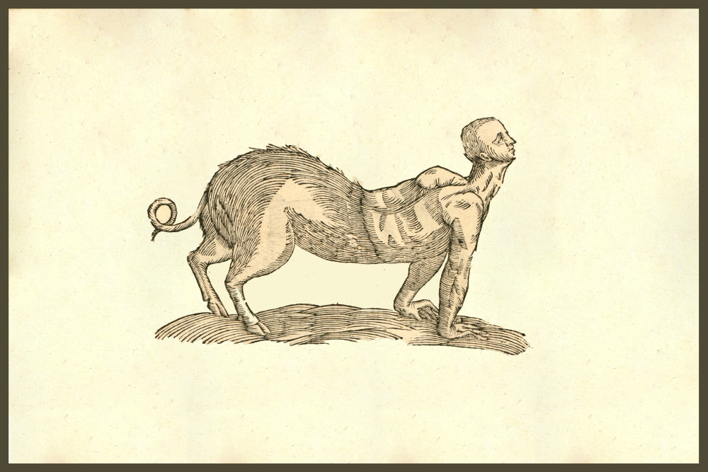 Porcus Parte Antica Humana poster print, half human half pig artwork by Ulisse Aldrovandi.