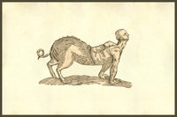 Porcus Parte Antica Humana poster print, half human half pig artwork by Ulisse Aldrovandi.