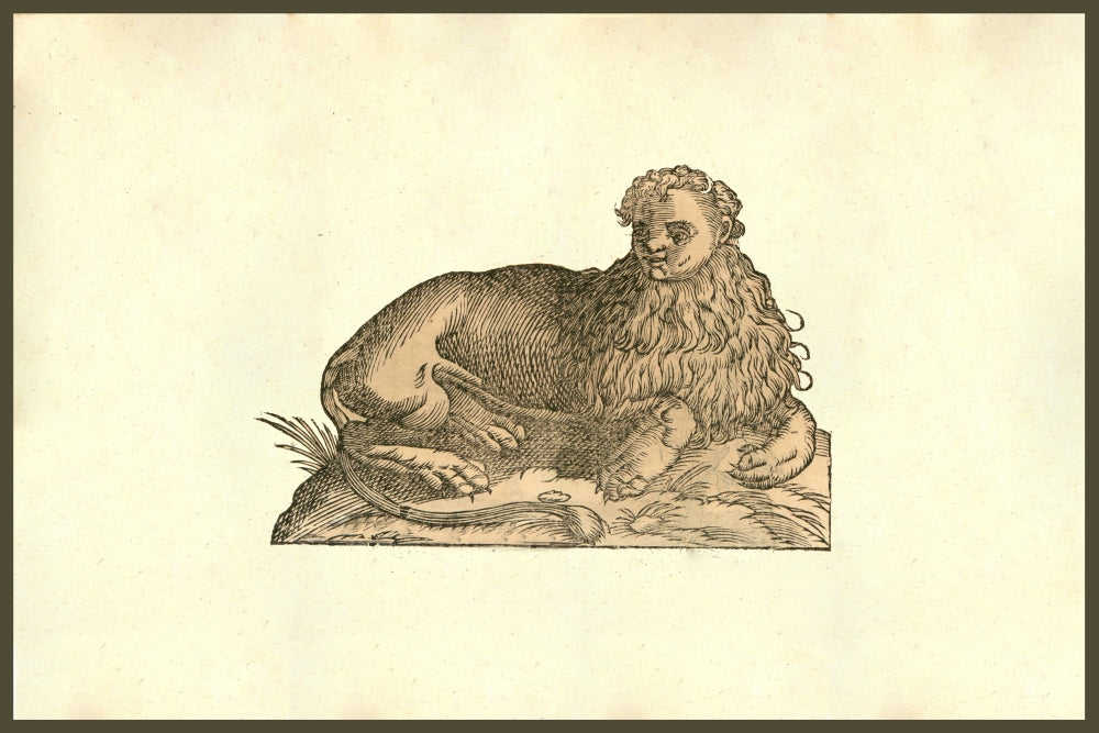 Leo Humana Capite poster print featuring a human-headed lion from Ulisse Aldrovandi's Monstrorum Historia.