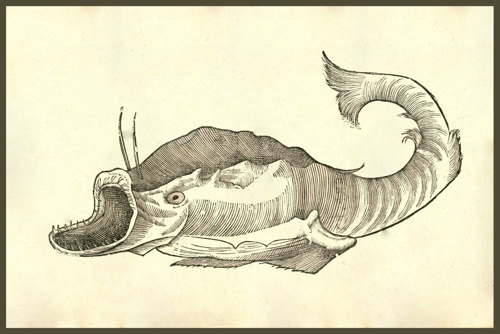 Rana piscatrix Georgij Fabricij frog-like fish poster print from Ulisse Aldrovandi's Monstrorum Historia.
