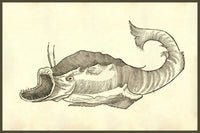 Rana piscatrix Georgij Fabricij frog-like fish poster print from Ulisse Aldrovandi's Monstrorum Historia.