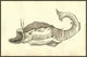 Rana piscatrix Georgij Fabricij frog-like fish poster print from Ulisse Aldrovandi's Monstrorum Historia.