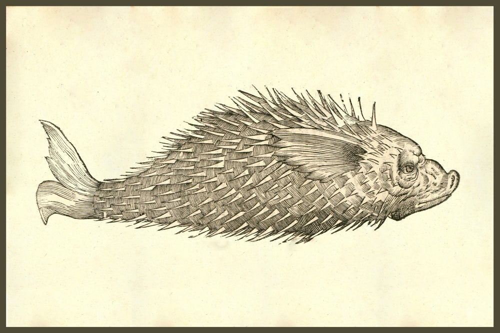 Herinaceus Marinus Poster Print from Ulisse Aldrovandi's Monstrorum Historia