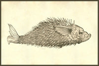Herinaceus Marinus Poster Print from Ulisse Aldrovandi's Monstrorum Historia