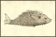 Herinaceus Marinus Poster Print from Ulisse Aldrovandi's Monstrorum Historia