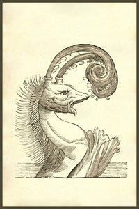 Pseudophyseter illustration from Monstrorum Historia by Ulisse Aldrovandi