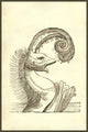 Pseudophyseter illustration from Monstrorum Historia by Ulisse Aldrovandi