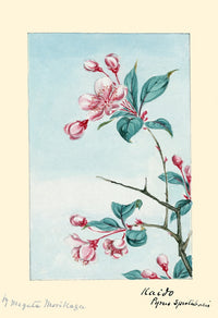 Japanese Plum Tree Poster Print featuring pink blossoms and green leaves by Megata Morikaga.