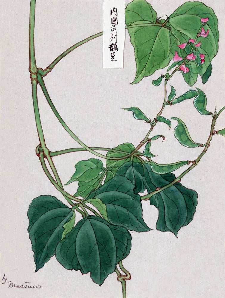 Mame Pea or Bean Plant Poster Print by Megata Morikaga